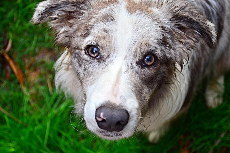 Fetch Photography
