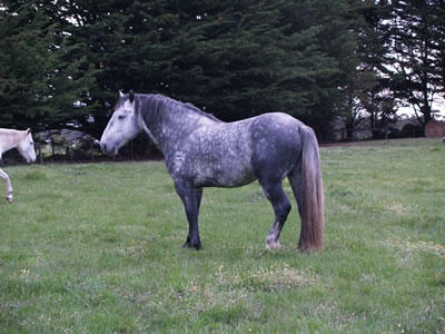 Cobboboonee Horse Riding