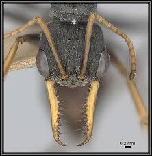 BRT Pest Control