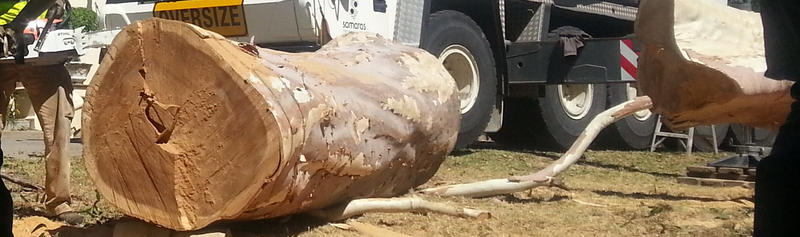 Adelaide Budget Tree and Stump Removals