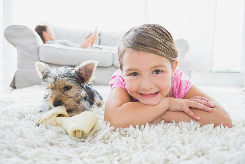 Dynamic Carpet & Upholstery Cleaning