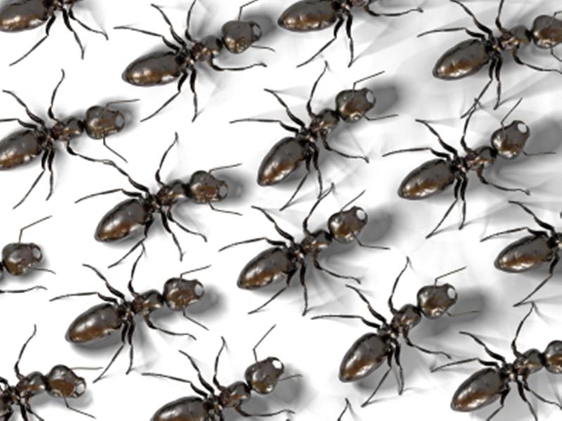 JPC Pest Control: Melbourne