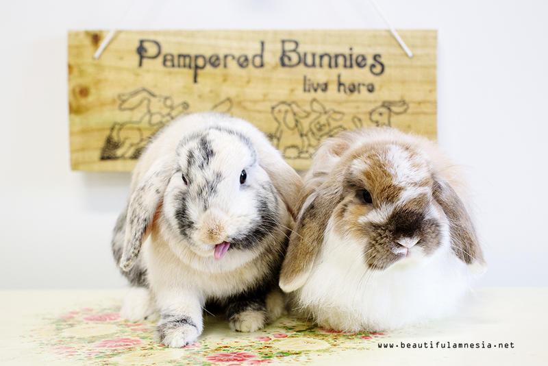 Willow Woods Bunny Boarding