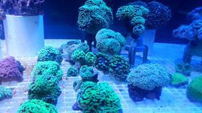 Avid Aquaria