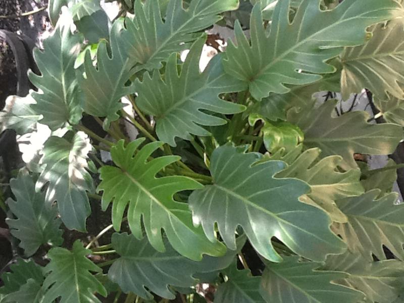 Newcastle Wholesale Plant Nursery
