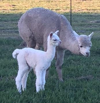 Cardiff Alpacas