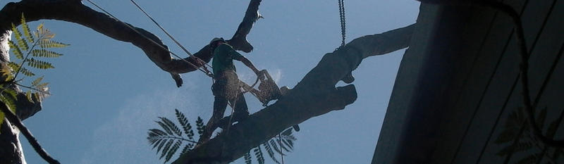 Canopy Tree Pty Ltd: Southern Highlands