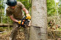 North Shore Tree Services