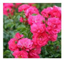 Online Plants