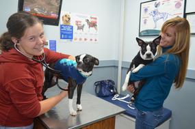 South Eastern Animal Hospital