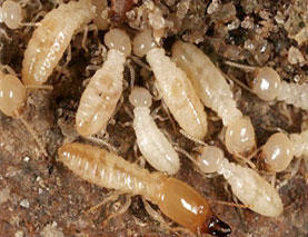 Ian King Local Pest Control