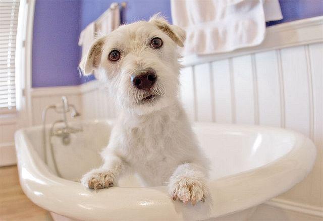 Wags and Bubbles Dog Grooming