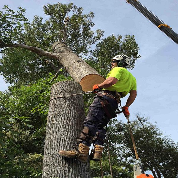 Trees A Crowd Tree Care