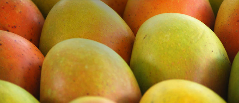 Bowen Special Mangoes