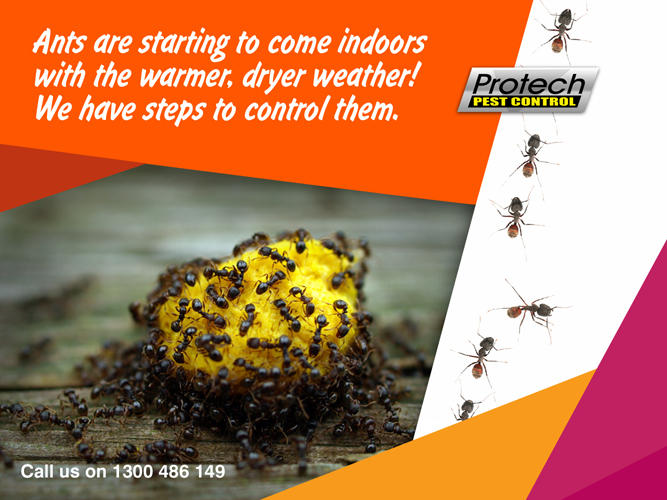 Protech Pest Control
