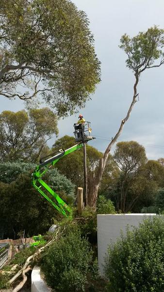 Aussie Tree Fellers