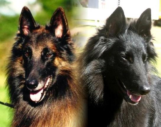 Moonshadow Belgian Shepherds Australia