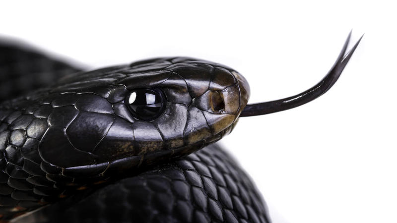 Elite Snake Catching Services