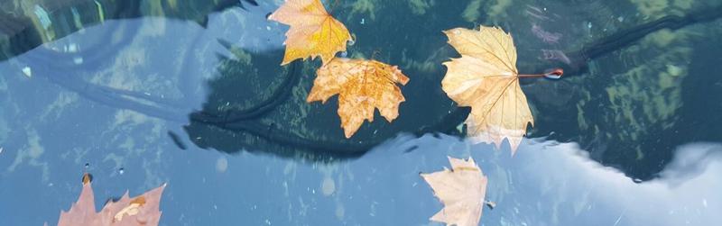 Reflections Professional Counselling