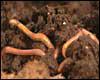 Earth Tonic Worm Products