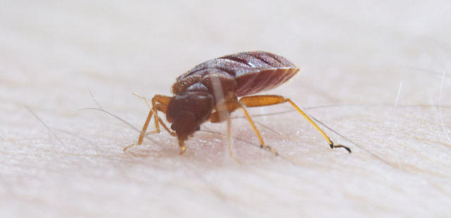 Bed Bugs Pest Control Perth