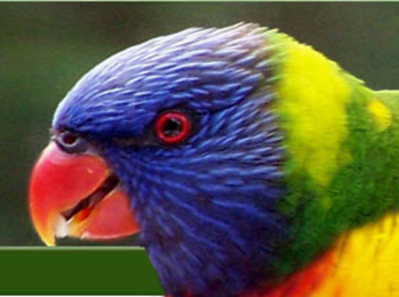 Parrots Australia