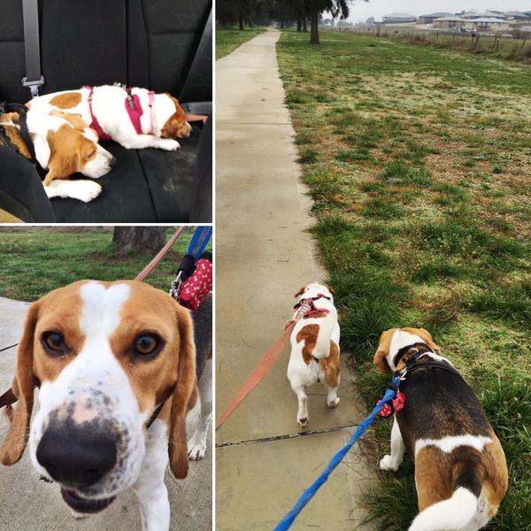 PAWStastic Pet Minding and Walking Services