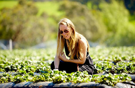 Mornington Peninsula Wine Tour