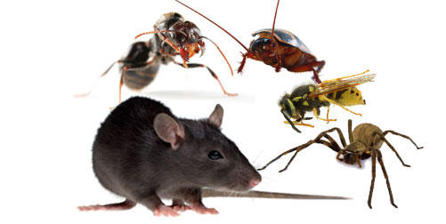Silver Pest Control