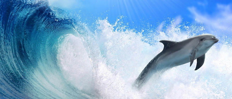 Dolphin Tax: Mandurah