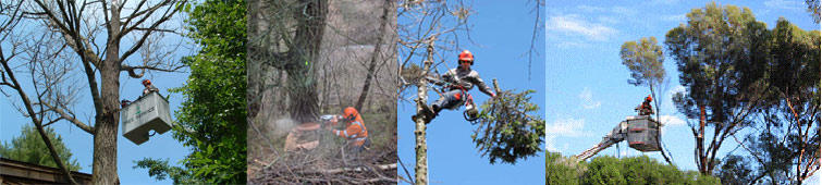 A Cut Above Tree Service