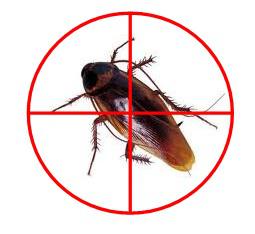 Attack Pest Control Sydney