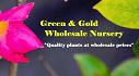 Green & Gold Wholesale Nursery