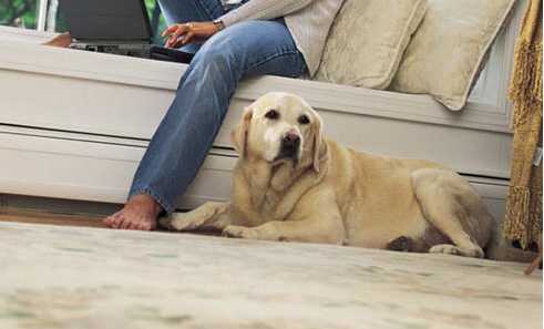 All Dry Carpet Cleaning