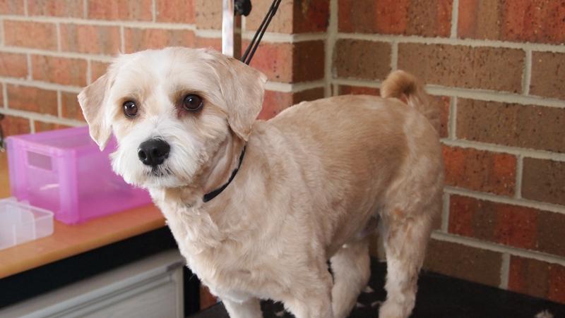Happy Pawz Pet Salon