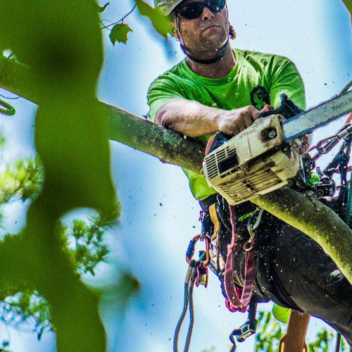 All Shores Tree Services