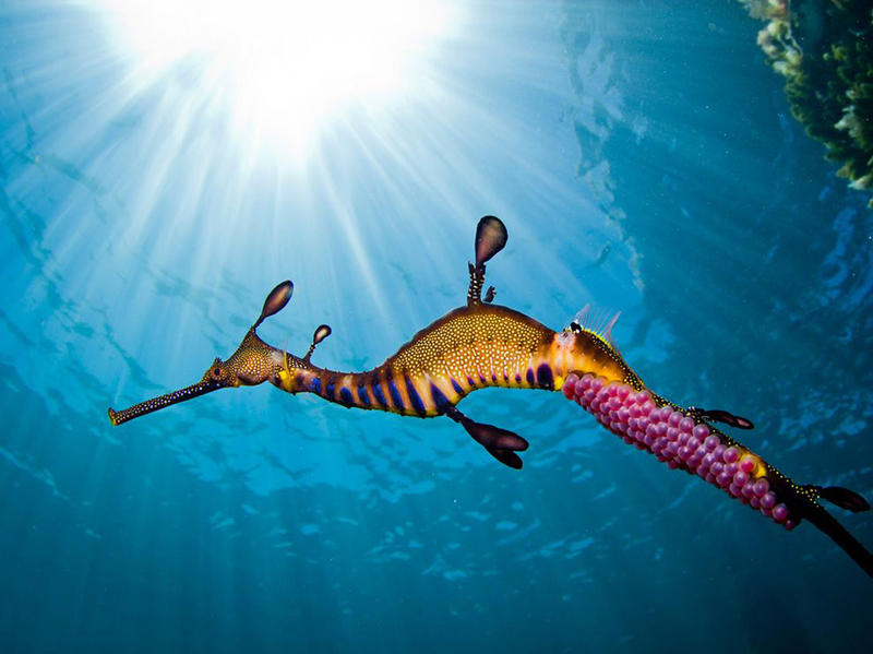 Peninsula Dive School