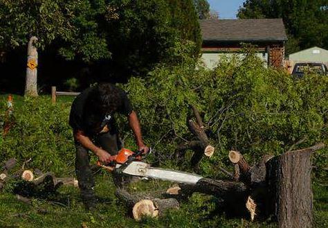 Capalaba Tree Removal: Capalaba