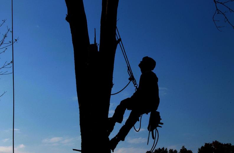 Caboolture Tree Removal: North Lakes