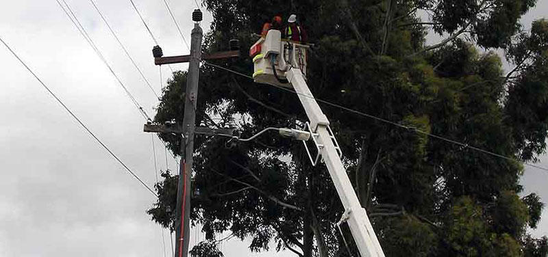 Tree Surgeons of WA