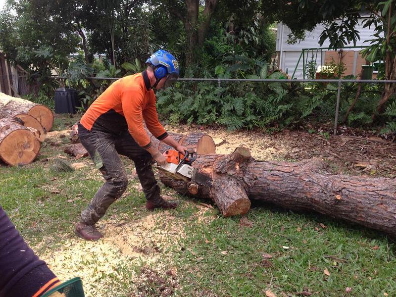 Tim the Tree-Man