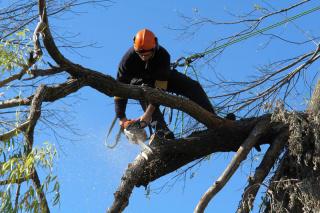 Treemendous Tree Care