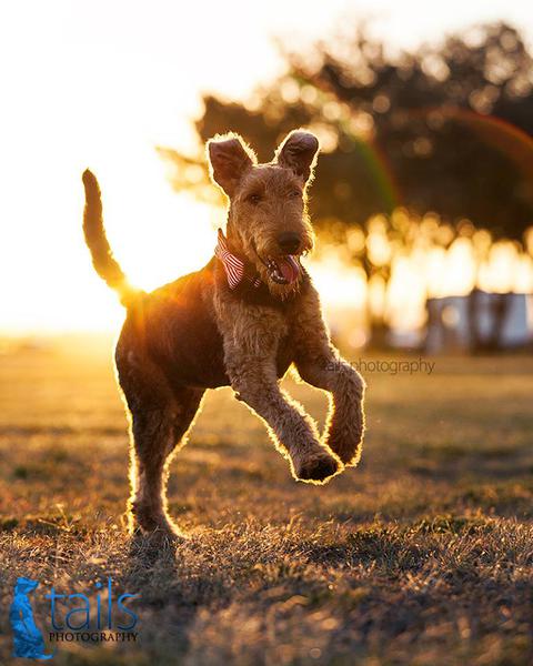 Tails Photography