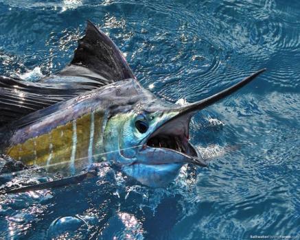 Gold Coast Fishing Charters: Main Beach