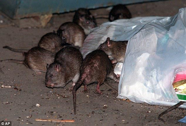Rats Removal Perth