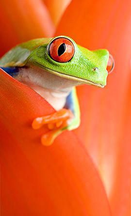 Fantastic Pets