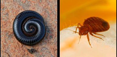 Scorpion Pest Management Pty Ltd