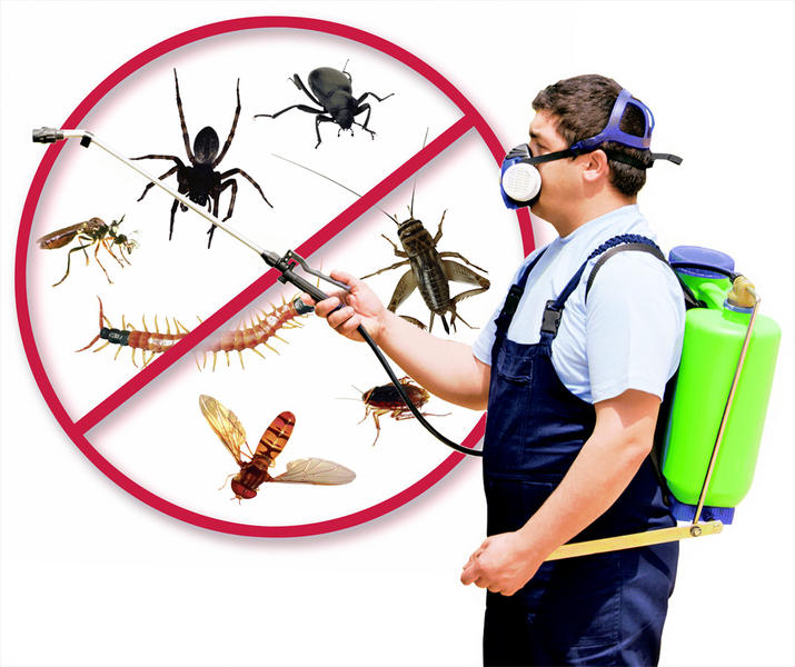 Cockroaches Pest Control Perth