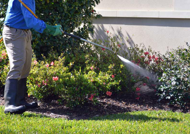 Pest Building & Maintenance