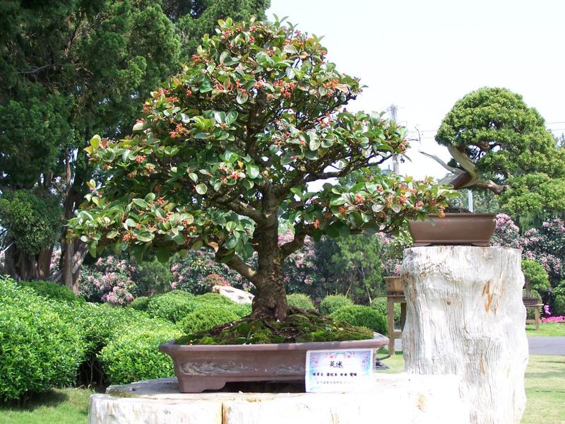 Bonsai Sensation Nursery